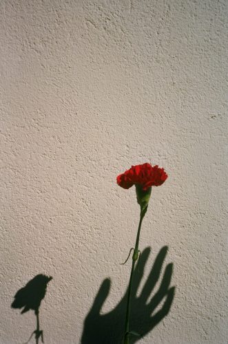 sebastien-cambos-photographe-racines-gers-occitanie-12